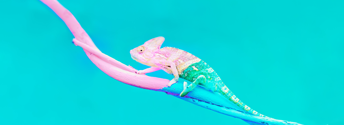 A chameleon changing color